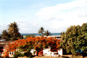 flamboyants vus de la maison