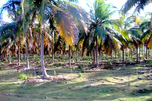 la cocoteraie