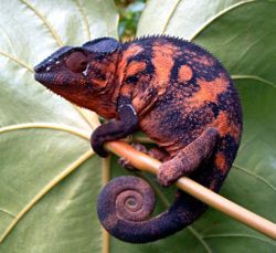 cameleon panthere