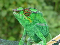cameleon panthere