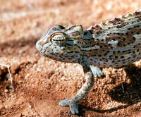 cameleon namaquensis