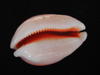 aurantium