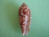 conus-aureus