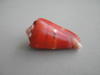 conus-barthelemyi