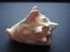 costatus-spectabilis-et-voluta-ebraea