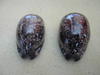 cypraea-arabica-immanis-adulte-dorsal