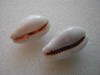 cypraea-clandestina-passerina