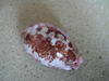 cypraea-mappa-alga