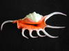 lambis-crocata-jaune-ventral
