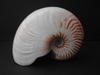 nautilus-scrobiculatus