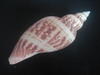 odontocymbiola-simulatrix