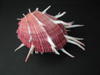 spondylus-regius