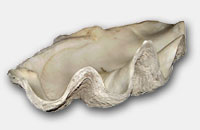 tridacne Benitier