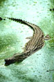 crocodile