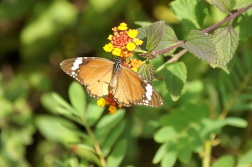 papillon Danais chryssipus