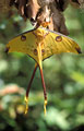 papillon comete