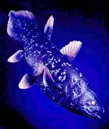 coelacanthe